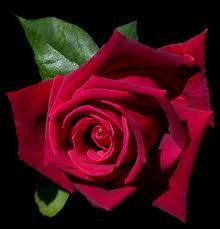 Una rosa