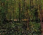 Il bosco