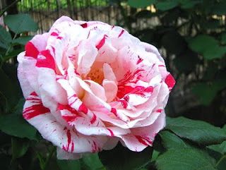 Sentori di Maggio