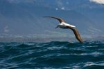 Vecchio lupo di mare