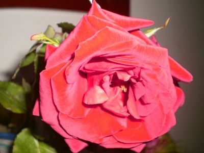 Rose a primavera