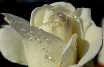 La rugiada delle rose assenti